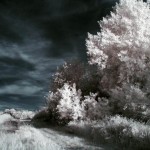 infrared_photography_1