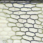 100X_onion skin cells 2