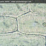 400X_onion skin cells 3