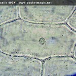 400X_onion skin cells 4