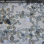 blue mold under microscope 3