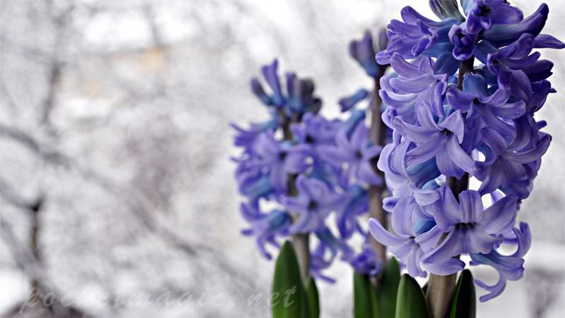 hyacinthus_flowers